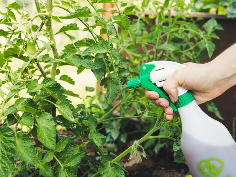 Väetamine, tugevdamine, kaitsmine – mida taimed tegelikult vajavad?