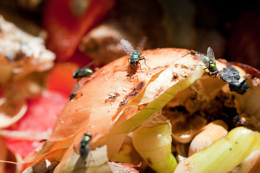 Kompostris on kärbsed? Siin on põhjused ja lahendused.